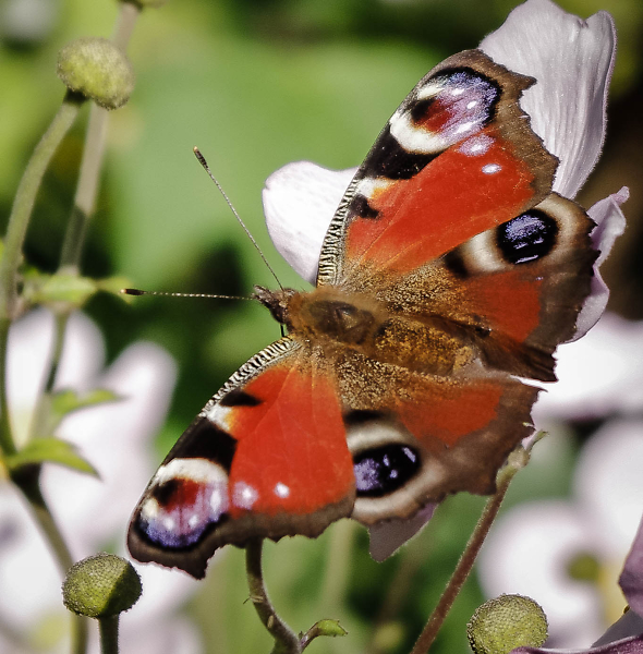 Peacock Butterfly