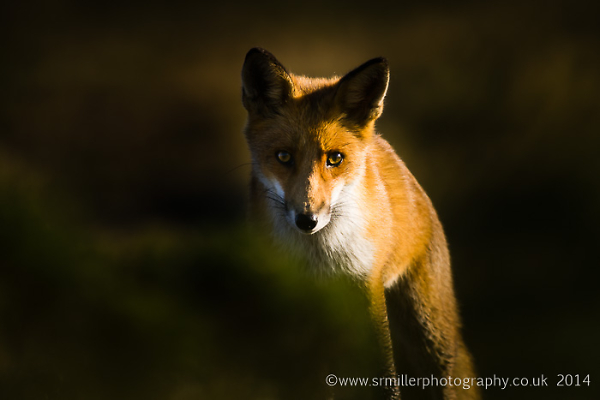 Red Fox