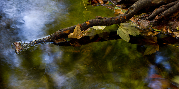 Roots Manoeuvre