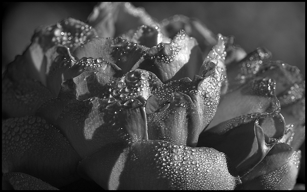 Rose de Recht
