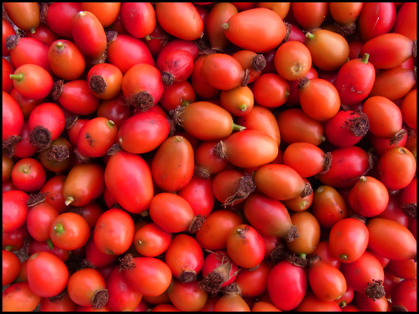 Rose hips