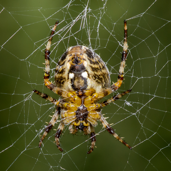 Spider
