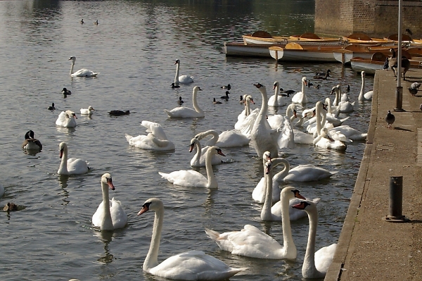 Swans at Stratford on Avon