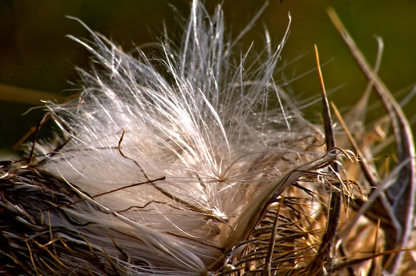 Thistle