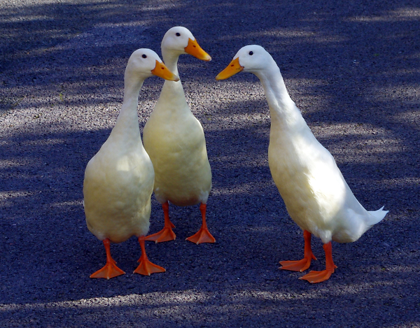 Well, I'm not one to gossip, but she said to me.........