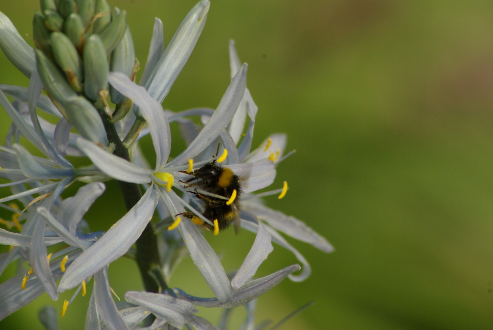 bee