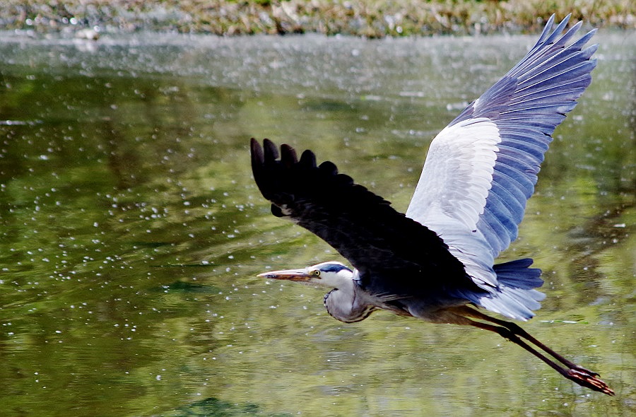 Grey Heron in flight