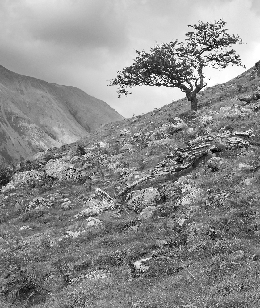Lone tree on Scafell Pike