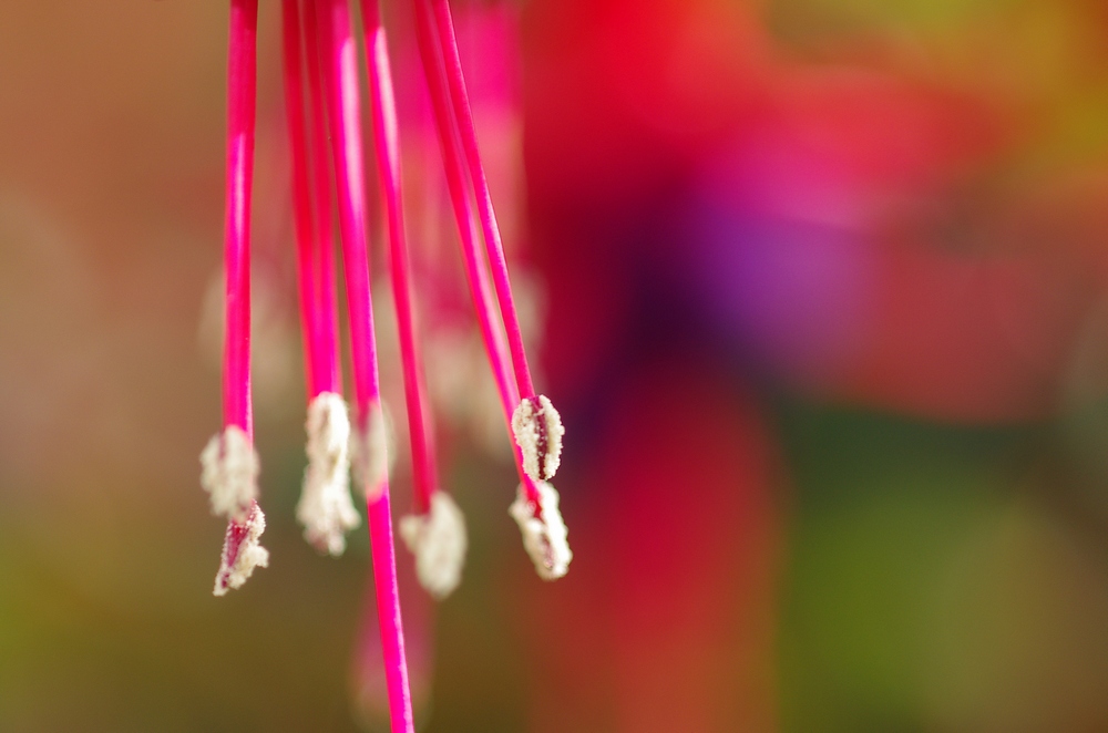 pretty in pink