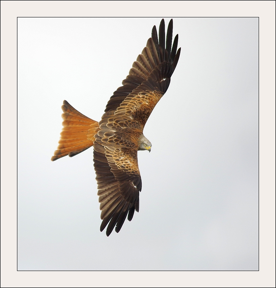 Red Kite in the Cotswolds