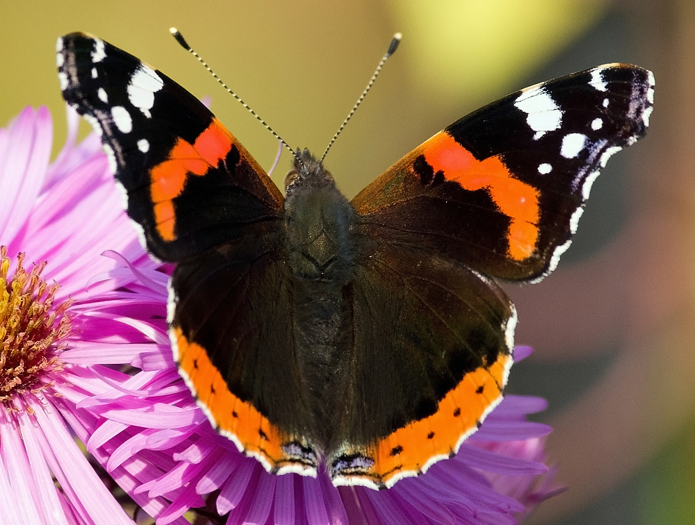Very Red Admiral