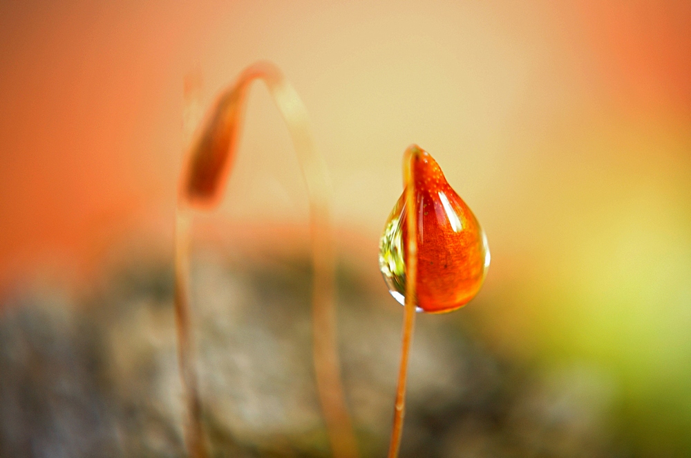 Water droplet on moss spore