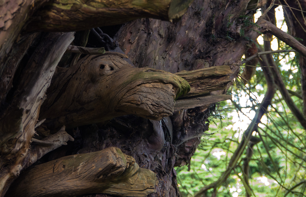 Yew Tree Feature