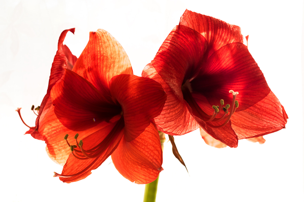 Amaryllis Contre Jour