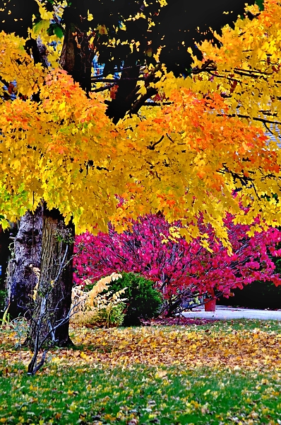 Autumn colours in Ontario