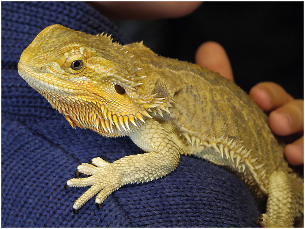 Bearded Dragon