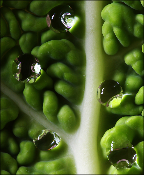 Cabbage Leaf