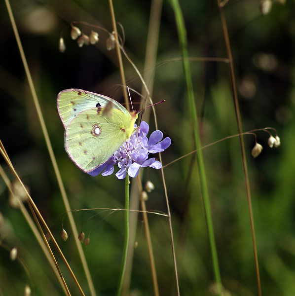 Clouded Yellow