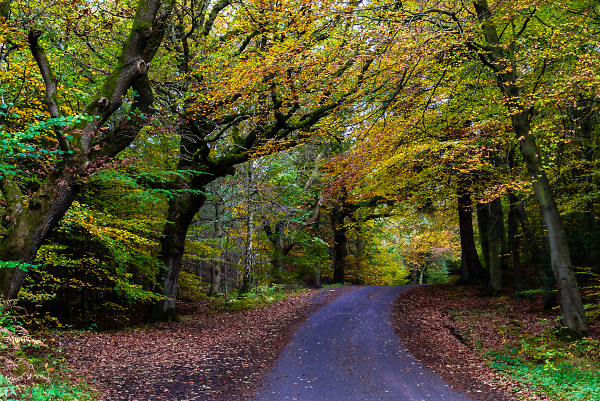 Country lane in autumn.