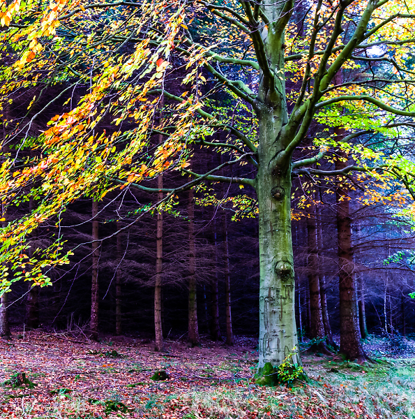 Deep in the Woods
