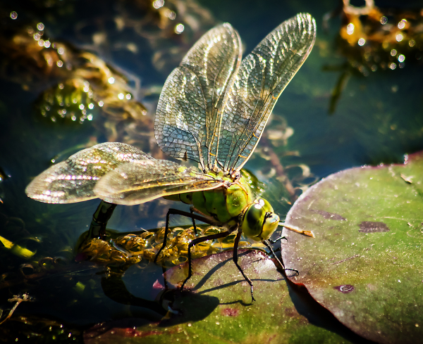 Dragonfly