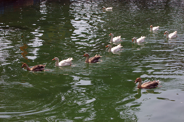 Duck tails