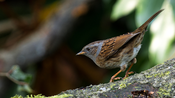 Dunnock