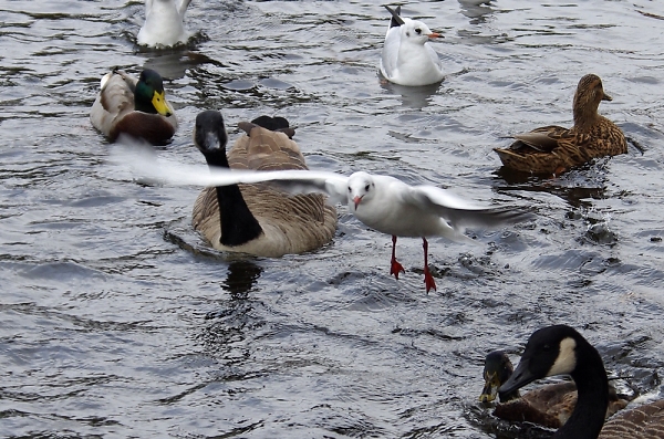 feeding time at the lake
