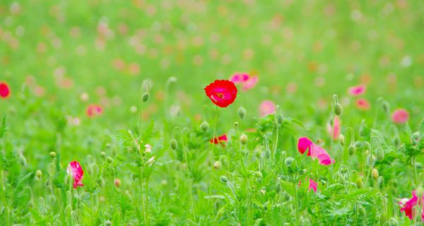 Flower and Grass