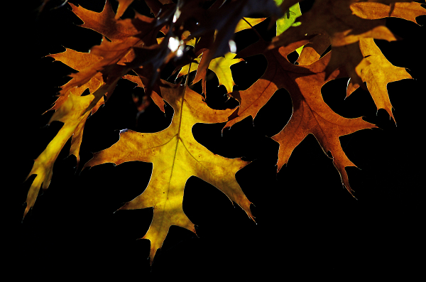 Forever autumn