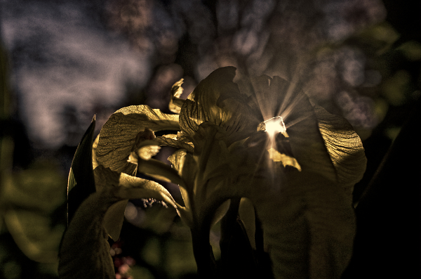 Golden Hour