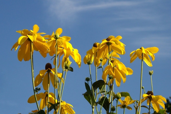Golden Rudbeckia