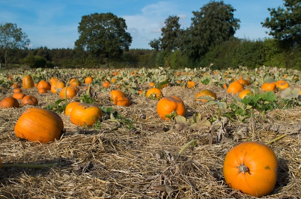 Happy Hallowe'en