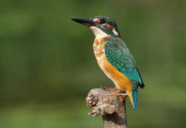 Kingfisher