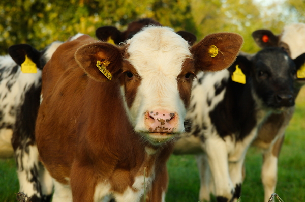 like my ear-rings?
