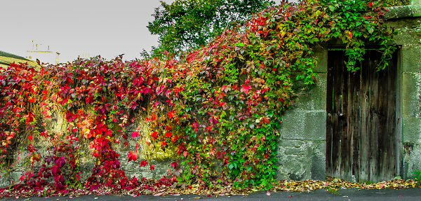 Magic of Autumn