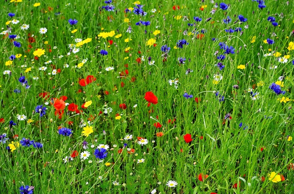 More wild flowers