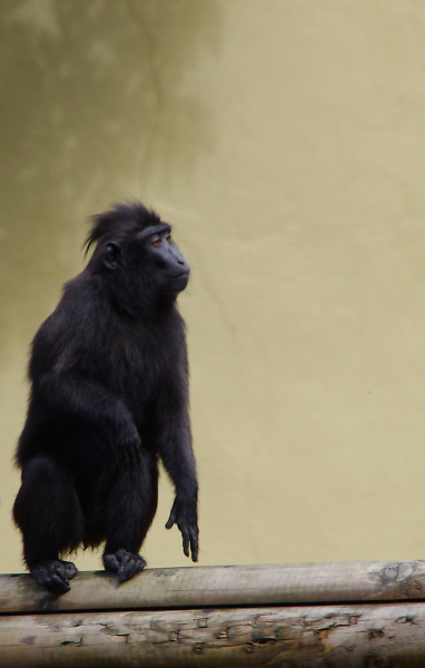 Primate in nist (Crop)