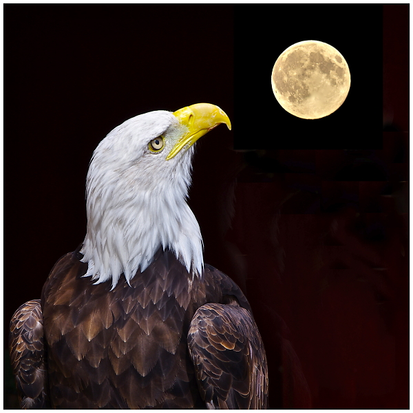 Sea Eagle