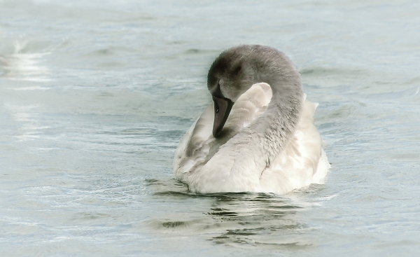 Sleeping Cygnet