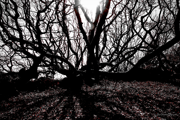 Tangled Shadows I