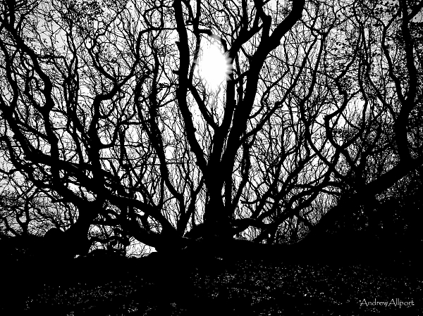 Tangled Shadows II