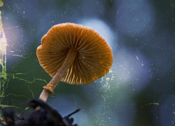 toadstool 2