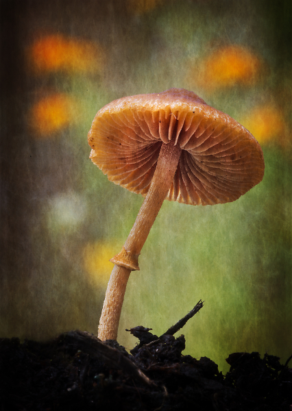 Toadstool