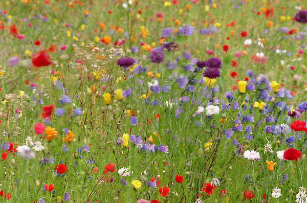 'wild' flowers