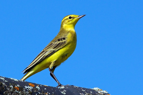 Yellow Wagtail