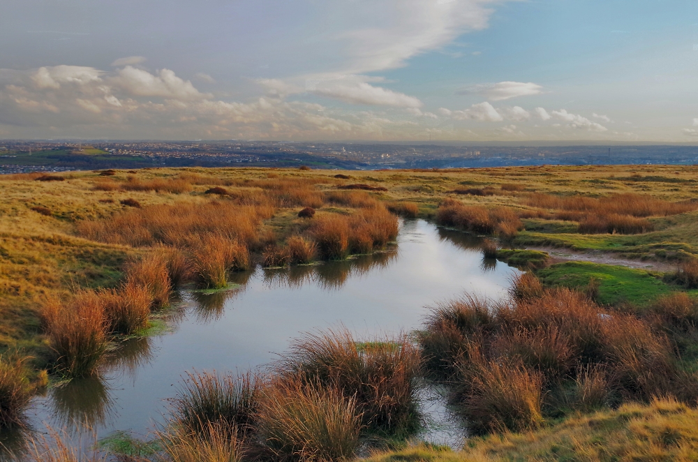 Another From Baildon Moor