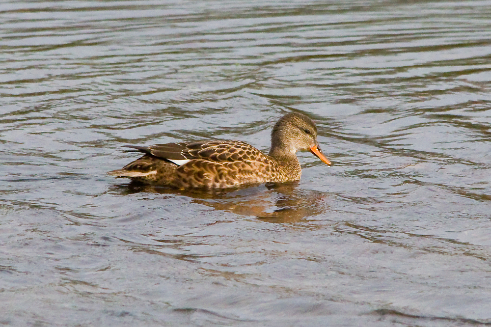 Gadwall
