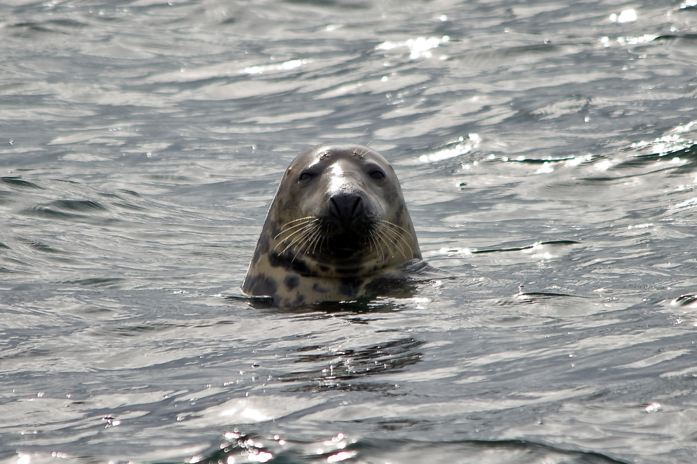 Grey Seal
