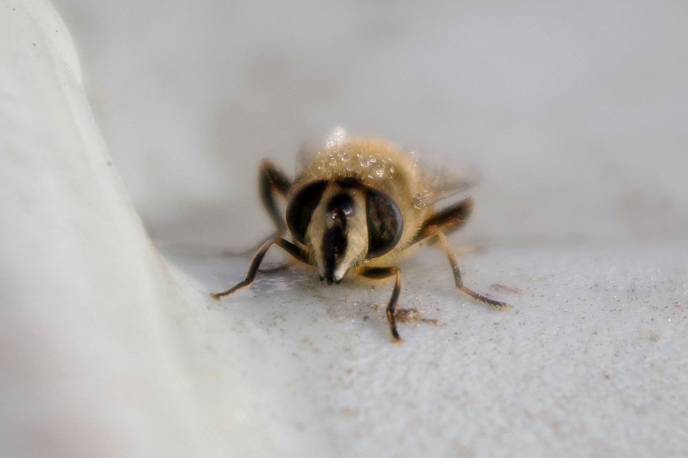 Hoverfly